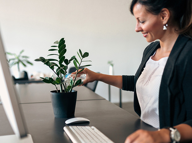 Een plant als leuk duurzaam cadeau voor collega's